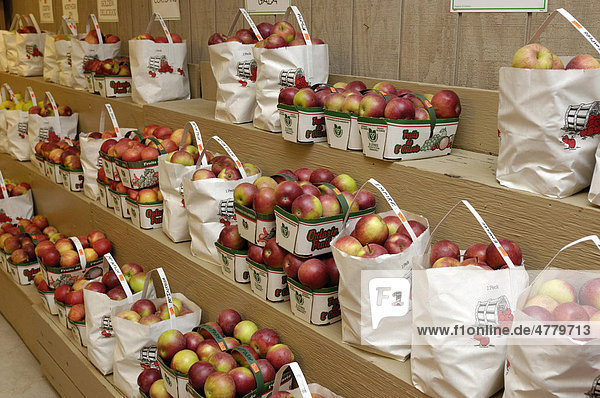 Organische Mcintosh-Äpfel auf einem Marktstand Markham Ontario Kanada