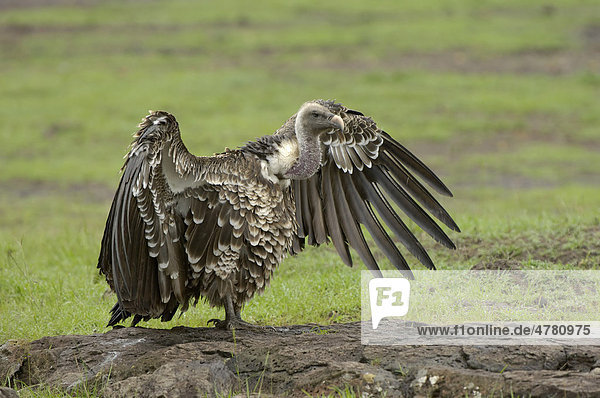 Sperbergeier (Gyps rueppellii)  Altvogel im Stand auf dem Boden mit ausgebreiteten Flügeln  Masai Mara  Kenia  Afrika