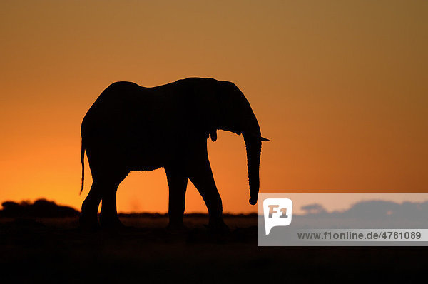 Afrikanischer Elefant Loxodonta Africana Alttier Silhouette Bei Sonnenuntergang Botswana Afrika