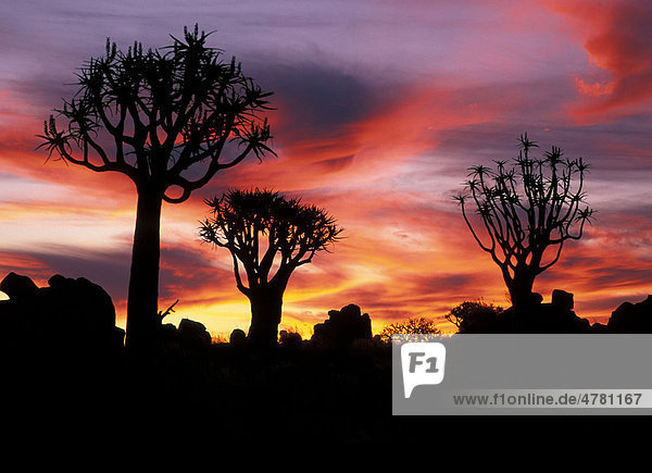 Köcherbäume (Aloe dichotoma)  bei Sonnenuntergang  Keetmanshoop  Namibia  Afrika