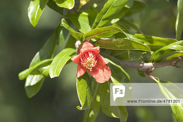 Pomegranate (Punica granatum)  leaves and flower