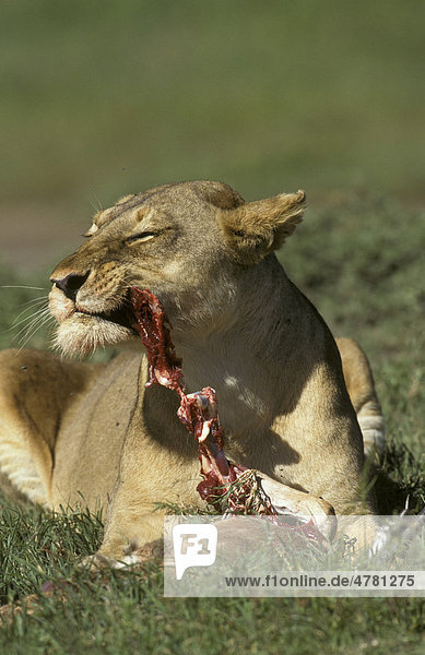 Löwe (Panthera leo)  Weibchen  Löwin  beim Fressen einer Grant-Gazelle  Tansania  Afrika