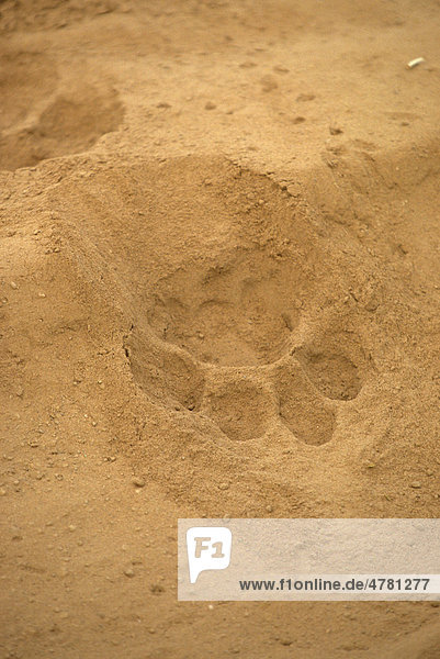 Löwe (Panthera leo)  Pfotenabdruck im Sand  Kenia  Afrika
