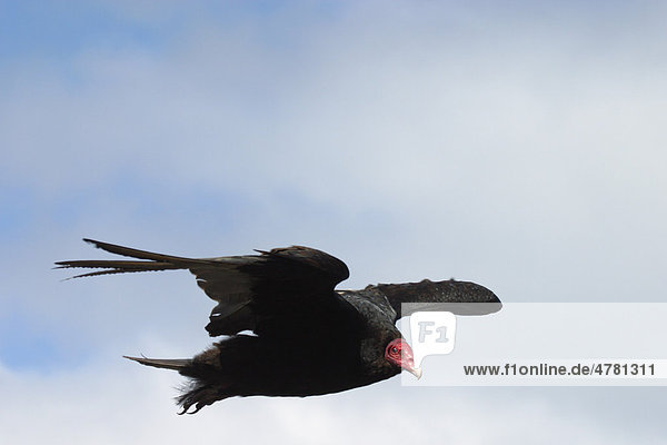 Truthahngeier Cathartes Aura Im Flug Provinz Artemisa Kuba Nordamerika