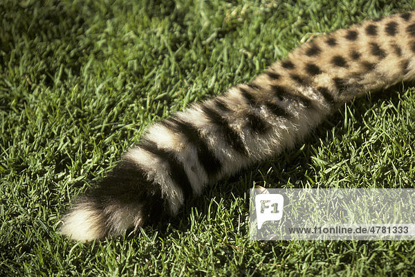 Gepard (Acinonyx jubatus)  Schwanz