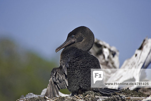 Flugunfähige Galapagosscharbe oder Stummelkormoran (Phalacrocorax harrisi)  Galapagos-Inseln  Pazifik