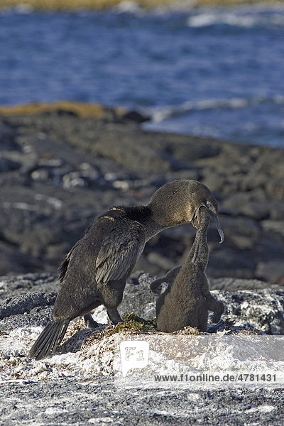 Flugunfähige Galapagosscharbe oder Stummelkormoran (Phalacrocorax harrisi)  Altvogel beim Füttern der Jungen durch Hochwürgen der Nahrung  Galapagos-Inseln  Pazifik