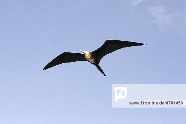 Bindenfregattvogel (Fregata minor ridgwayi)  Jungvogel der zweiten Entwicklungsstufe im Flug  Insel Genovesa  Galapagos-Inseln  Pazifik