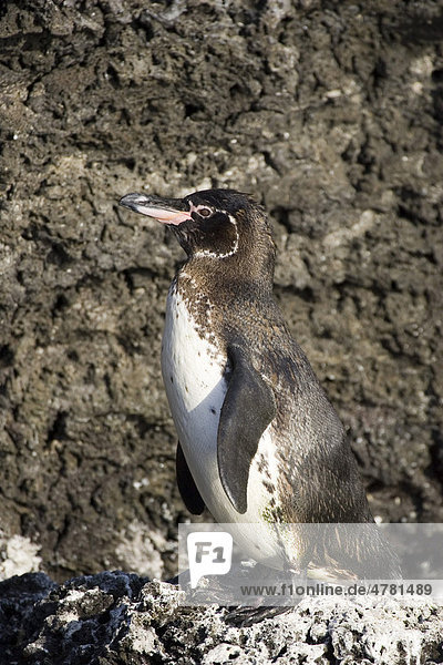 Gal·pagos-Pinguin (Spheniscus mendiculus)  Galapagos-Inseln  Pazifik