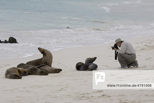 Gal·pagos-Seelöwen (Zalophus wollebaeki) mit fotografierendem Touristen  Galapagos-Inseln  Pazifik