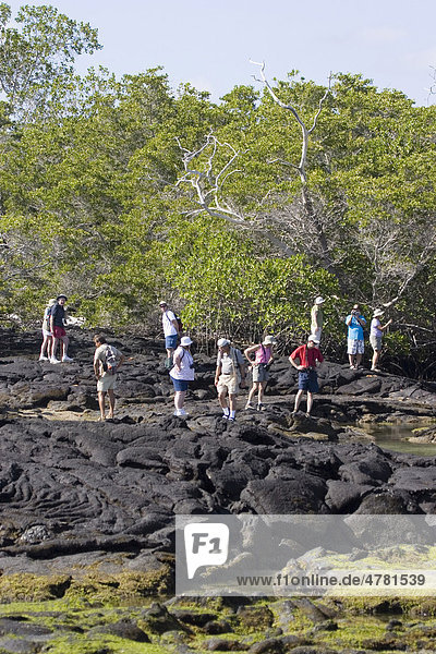 Tourists exploring the volcanic rock pools at Punta Espinoza on the island of Fernandina  Galapagos Islands  Pacific Ocean
