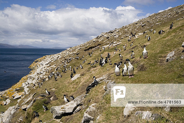 Königsscharbe oder Falkland-Blauaugenscharbe (Phalacrocorax atriceps albiventer)  beim Sammel von Nistmaterial auf Klippen  Falkland-Inseln  Südatlantik