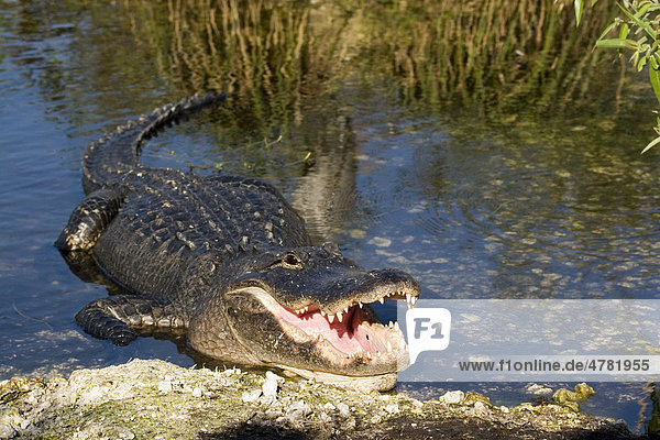 Mississippi-Alligator oder Hechtalligator (Alligator mississippiensis)  ruht mit offenem Mund  Everglades  Florida  USA  Amerika