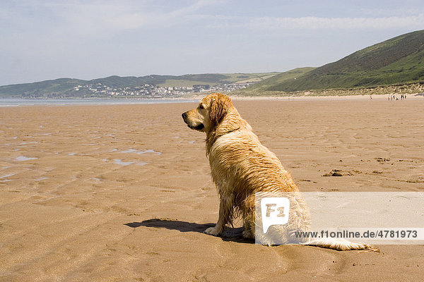 Golden Retriever sitzt am Strand der Morte Bay Bucht  North West Küste  Devon  England  Großbritannien  Europa