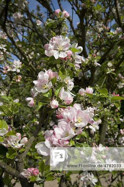 Kulturapfel (Malus domestica)  Blüten  blühender Apfelbaum