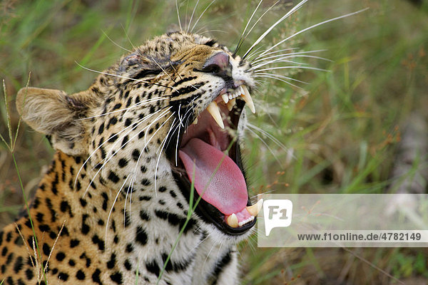 Leopard (Panthera Pardus)  37 Monate altes Weibchen gähnt  verletzter Kopf mit Wunde  Südafrika  Afrika