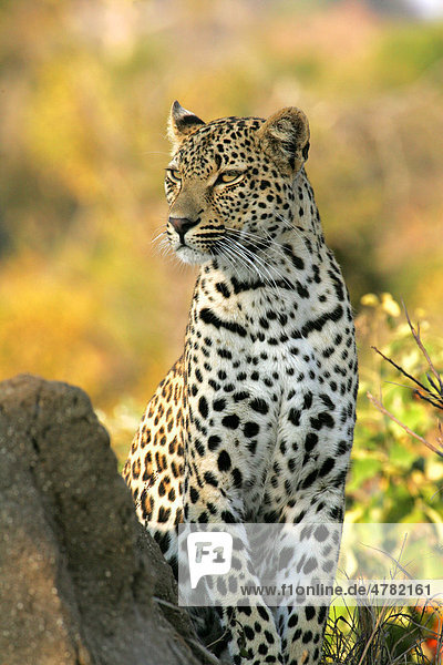 Leopard (Panthera Pardus) weibliches Alttier wachsam Sabi Sand Game Reserve Südafrika Afrika