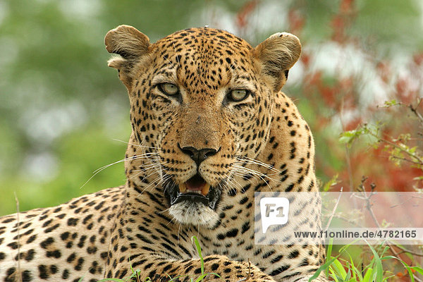 Leopard (Panthera Pardus) männliches Alttier Porträt Sabi Sand Game Reserve Südafrika Afrika