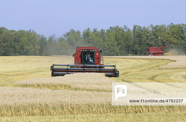 Combine harvester at work in wheat field  northeast North Dakota  USA