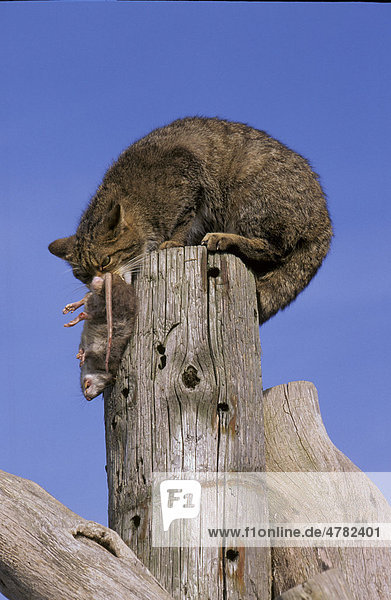 Europäische Wildkatze (Felis sylvestris) auf Pfosten  zieht erbeutete Ratte hoch