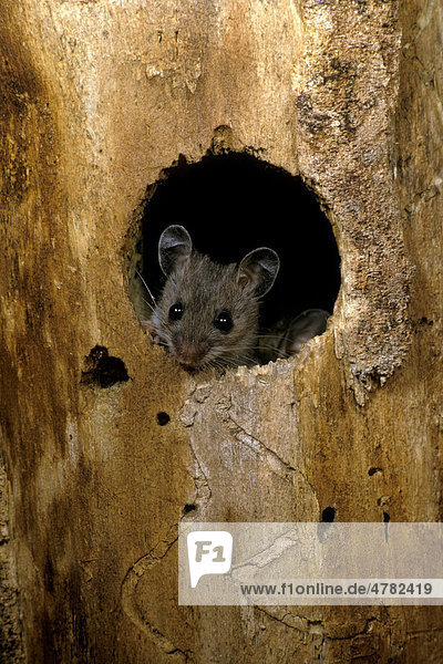 White-footed Mouse (Peromyscus leucopus)  peering through hole