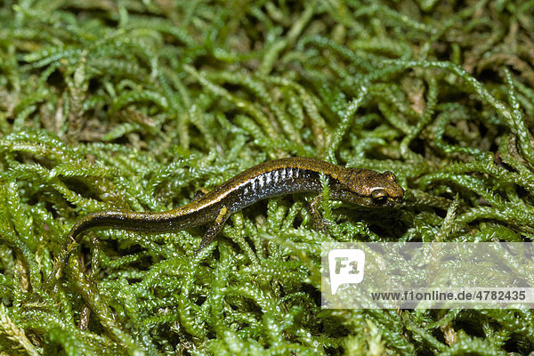 Salamander-Art (Plethodon vehiculum)  Moos  Washington  USA  Amerika