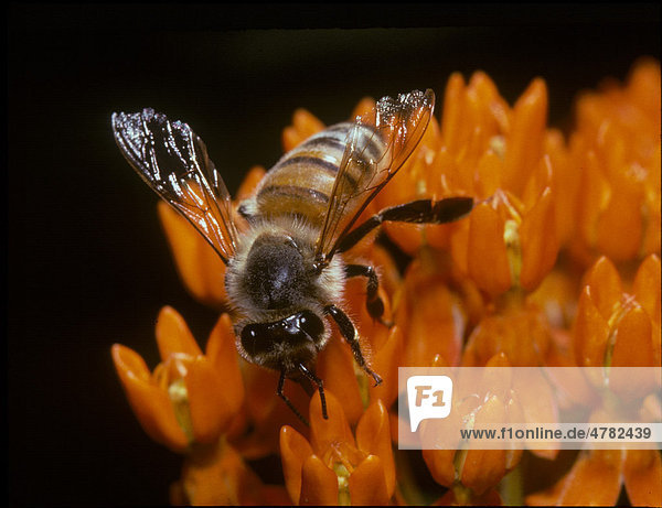 Italienische Biene oder Italiener-Biene (Apis mellifera ligustica)  Alttier  beim Sammeln von Pollen von Knolliger Seidenpflanze (Asclepias tuberosa)  USA  Nordamerika