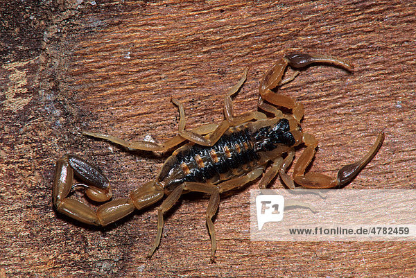 Dunkler Honduras-Skorpion (Centruroides gracilis)  Alttier  Texas  USA  Nordamerika