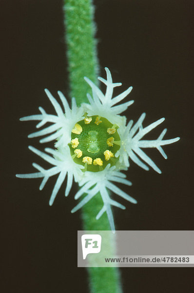 Bischofskappe  (Mitella diphylla)  Blüte