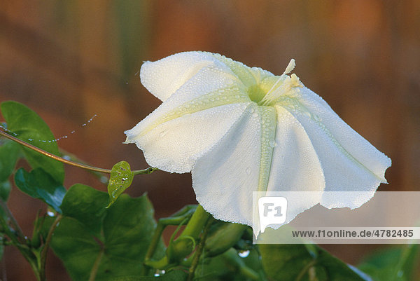 Mondwinde  Mondblüte (Calonyction aculeatum)  Blüte  Florida  USA  Amerika