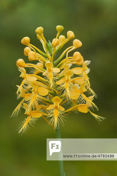 Waldhyazinthen-Art (Habenaria ciliaris)  Blüte  Michigan  USA
