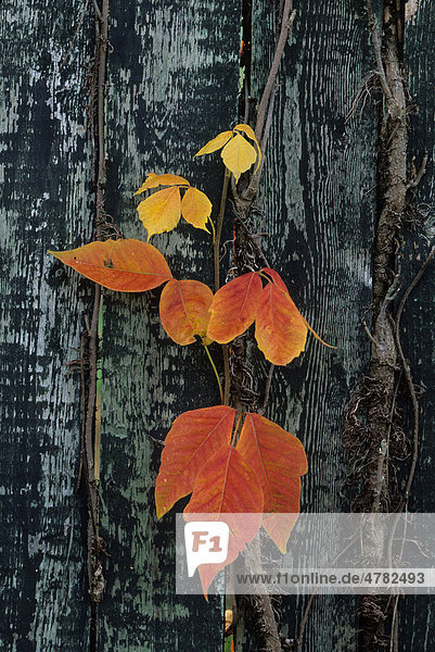 Giftsumach (Toxicodendron radicans)  Blätter im Herbst  Michigan  USA  Amerika