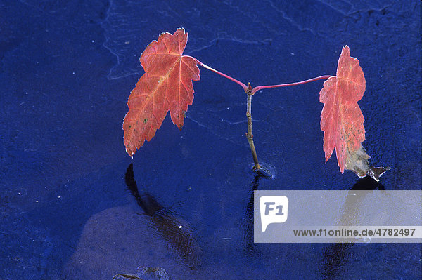Rotahorn  Rot-Ahorn (Acer rubrum)  Spross im Eis  Michigan  USA
