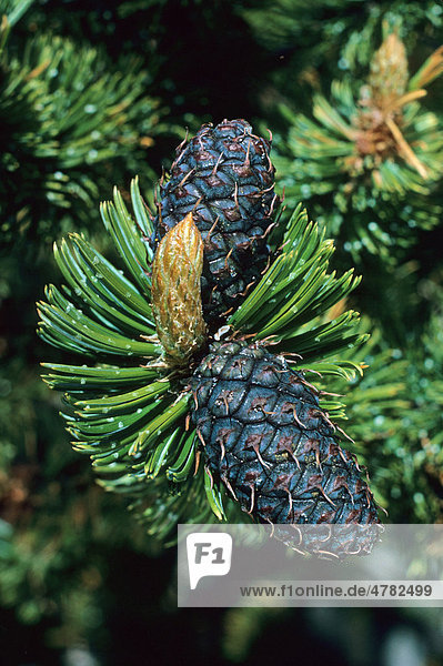 Grannen-Kiefer (Pinus aristata)  Zapfen