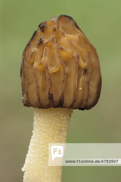 Käppchen-Morchel oder Halbfreie Morchel (Morchella semilibera)  Fruchtkörper  Michigan  USA
