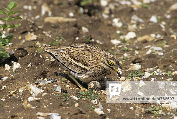 Triel (Burhinus oedicnemus)  Altvogel  beim Niederlassen auf dem Nest  Gooderstone  Breckland  Norfolk  England  Großbritannien  Europa