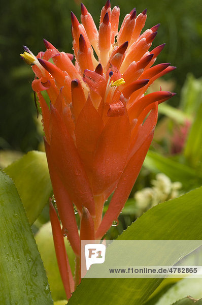 Billbergie (Billbergia pyramidalis)  Blüte  Nahaufnahme des Blütenstandes und der Blätter nach Regen