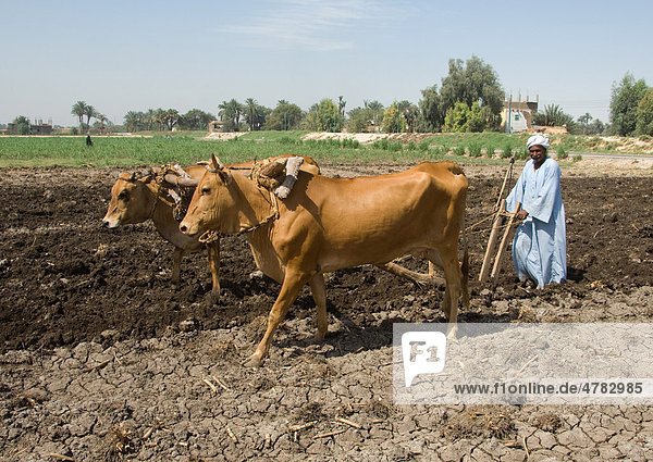 Domestic Cattle (Bos primigenius taurus)  farmer with oxen and wooden plough  covering sown field  West Bank  Luxor  Egypt  Africa