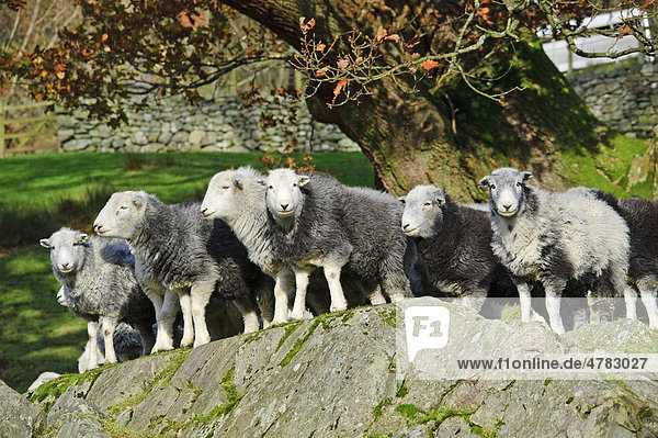 Domestic Sheep (Ovis aries)  Herdwick ewes  flock standing on rock  Great Langdale  Lake District  Cumbria  England  United Kingdom  Europe