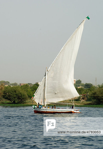 Felucke segelt auf dem Nil  Fluss  Ägypten  Afrika