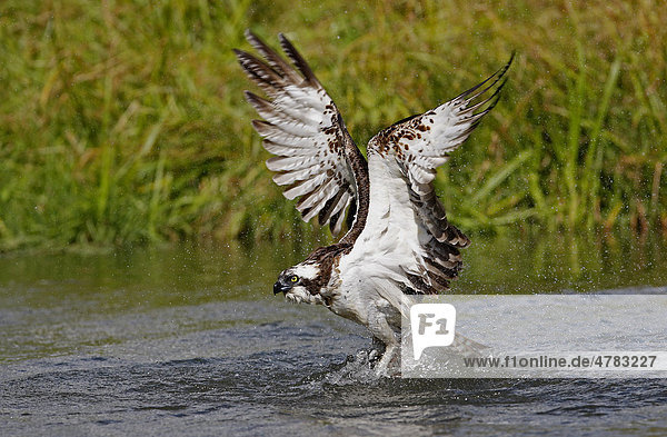 Fischadler (Pandion haliaetus)  Altvogel im Flug beim Fischen  Finnland  Europa