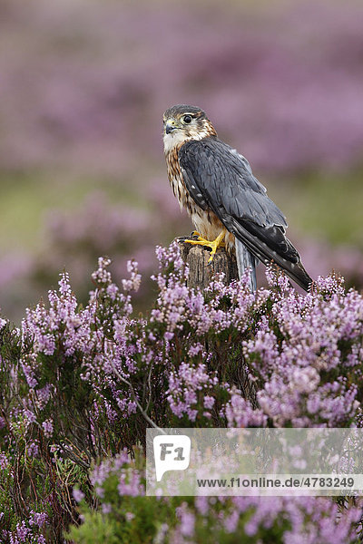 Merlin (Falco columbarius)  Altvogel  Männchen  auf Stumpf inmitten von blühendem Heidekraut  Peak District  Derbyshire  England  Großbritannien  Europa