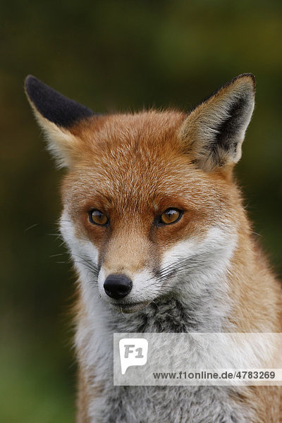 Rotfuchs (Vulpes vulpes)  ausgewachsenes Männchen  Porträt  Yorkshire  England  Großbritannien  Europa
