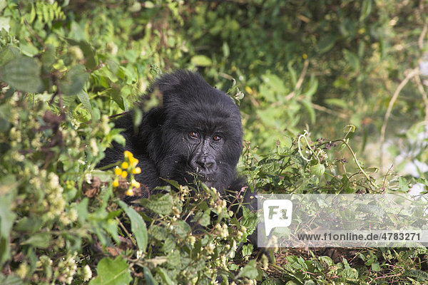 Berggorilla (Gorilla beringei beringei)  Schwarzrücken-Männchen  Alttier inmitten von Vegetation  Parc National des Volcans  Vulkan-Nationalpark  Ruanda  Afrika