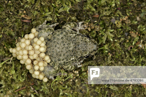Geburtshelferkröte (Alytes obstetricans)  ausgewachsenes Männchen beim Tragen von Eiern  South Yorkshire  England  Großbritannien  Europa