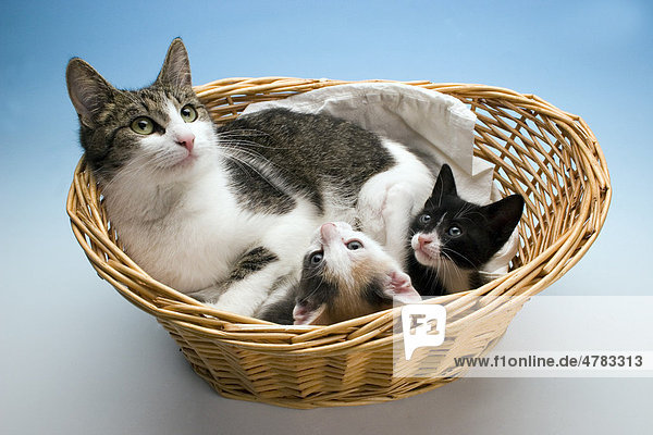 Hauskatze  Katze mit zwei Kätzchen im Weidenkorb