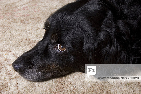 Schwarzer CollieMischling, altes Tier, Porträt, beim Ausruhen, England