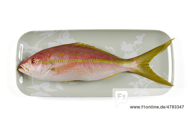Roter Schnapper oder Red Snapper (Lutjanus campechanus)  roher Fisch auf Teller