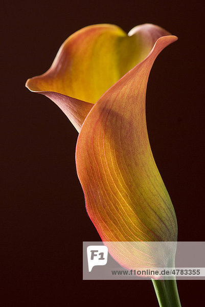 Calla (Zantedeschia sp.)  Blüte  Nahaufnahme der Blütenscheide