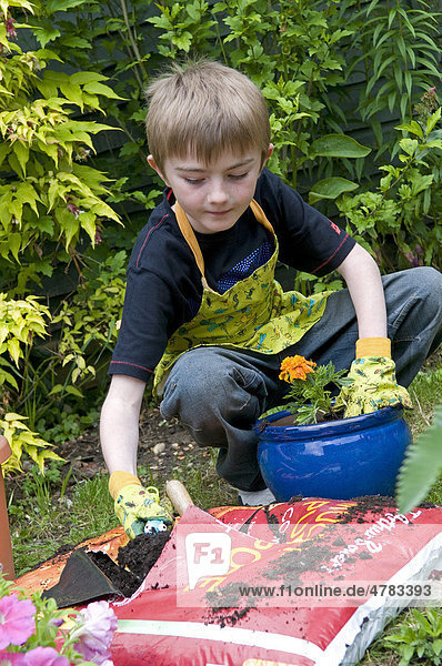 Junger Gärtner  Junge pflanzt Blumen in einen Blumentopf  im Garten  Norfolk  England  Großbritannien  Europa